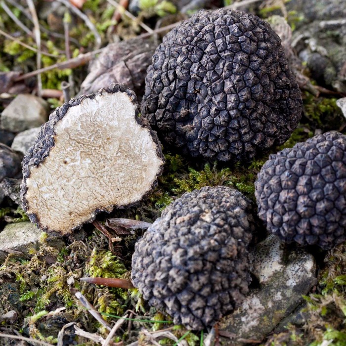Fresh Black Summer Truffle