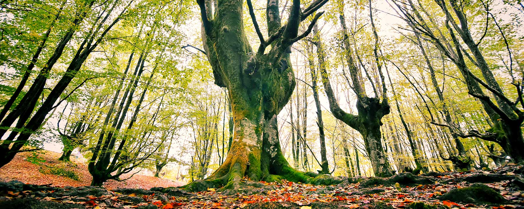 Sustainable Packaging