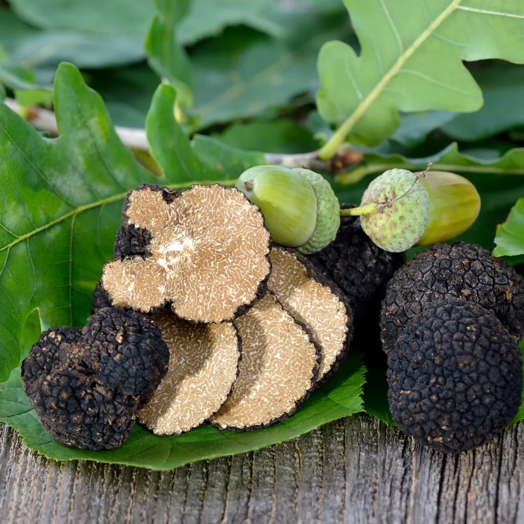 Fresh Black Autumn Truffle